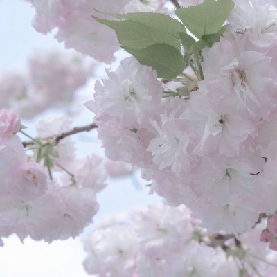 甘孜FurryQQ群介绍